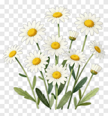Daisy Flower Bouquet PNG