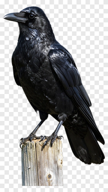 Black Raven Perched On A Wooden Post PNG