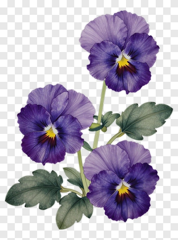 Purple Pansy Flower Arrangement PNG
