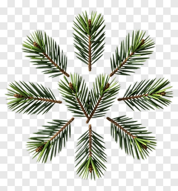 Pine Tree Branch Arrangement PNG