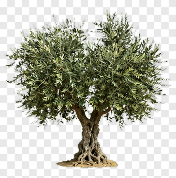 Olive Tree With Thick Trunk And Lush Foliage PNG