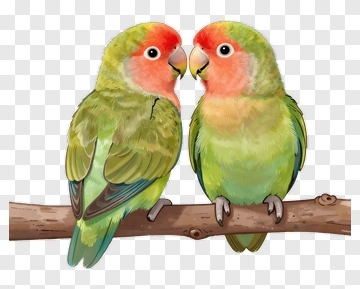 Lovebirds On A Branch PNG