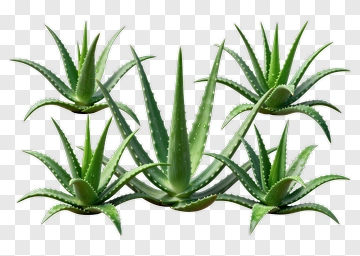 Aloe Vera Plants Cluster PNG