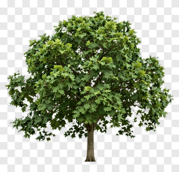 Green Tree PNG