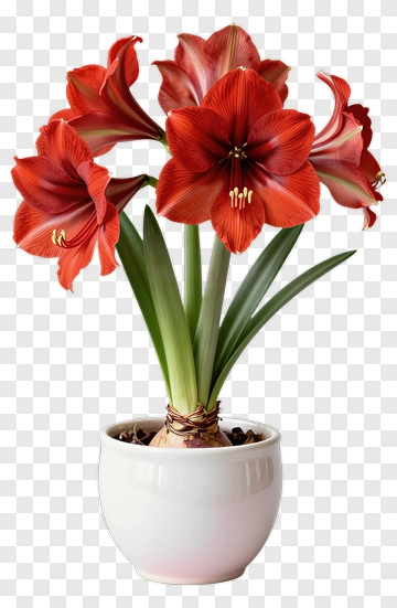 Red Amaryllis Flower Arrangement In White Pot PNG