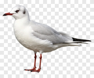 Seagull Standing On One Leg PNG