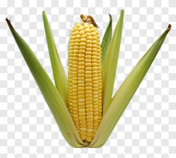 Fresh Corn On The Cob PNG