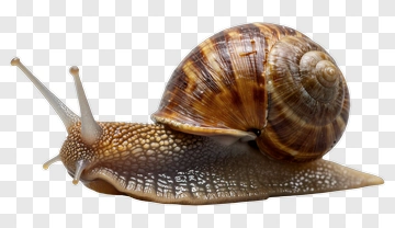 Brown Snail Crawling PNG
