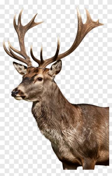 Stag With Impressive Antlers PNG