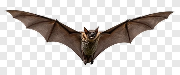 Bat In Flight PNG
