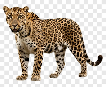 Leopard Standing In Natural Pose PNG