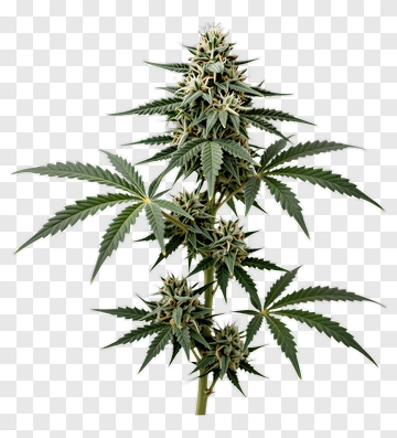Cannabis Plant PNG