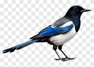 Magpie Bird With Blue And White Feathers PNG