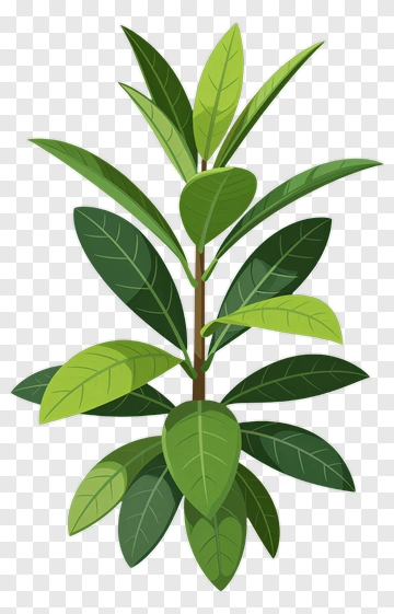 Green Plant With Leaves PNG