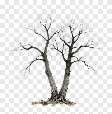 Bare Trees In Winter Landscape PNG