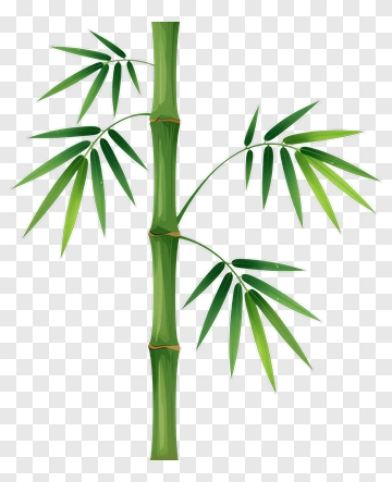 Green Bamboo Plant PNG