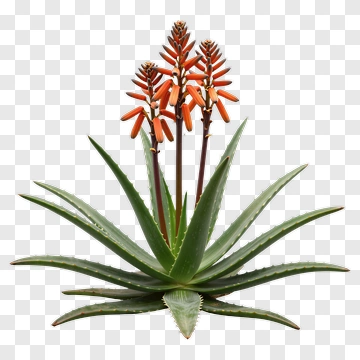Aloe Vera Plant With Orange Flowers PNG