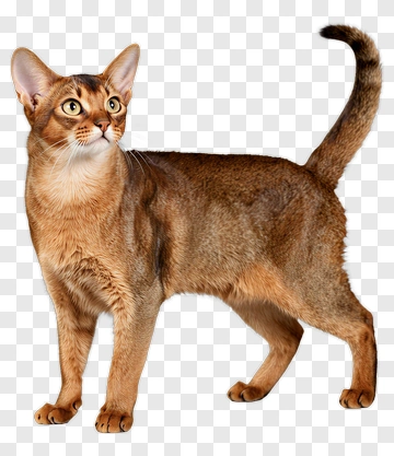Brown Cat Standing Gracefully PNG