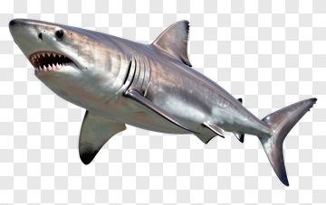 Great White Shark PNG