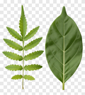 Green Leaves Collection PNG