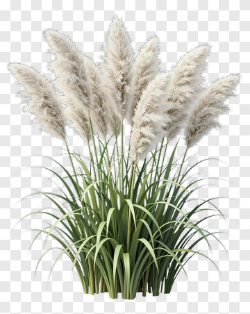 Pampas Grass Arrangement PNG