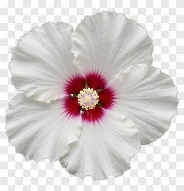 White Hibiscus Flower With Red Center PNG