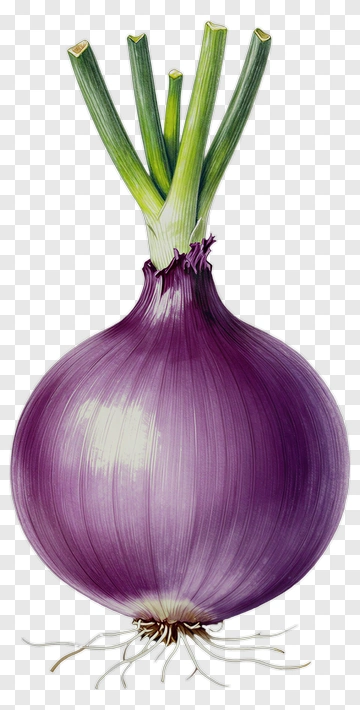 Purple Onion With Green Sprouts PNG