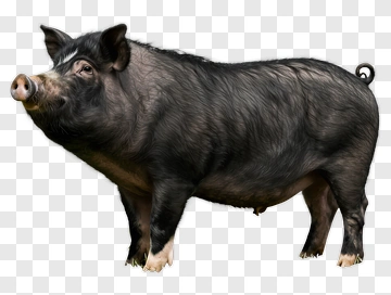 Black Pig PNG