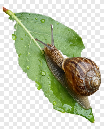 Snail On A Leaf With Water Droplets PNG