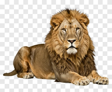 Realistic Lion Lying Down PNG
