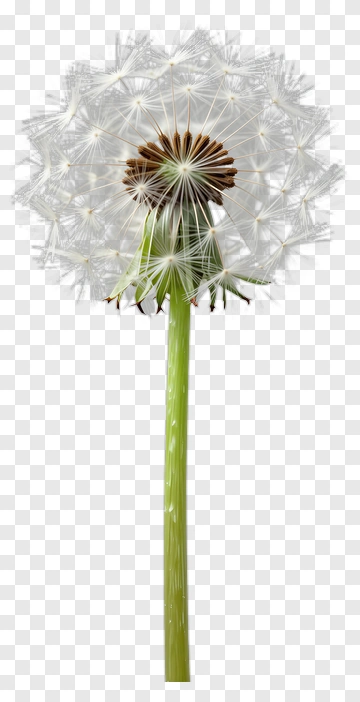 Dandelion Seed Head PNG