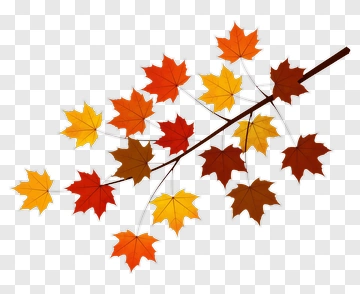 Colorful Maple Leaves On A Branch PNG