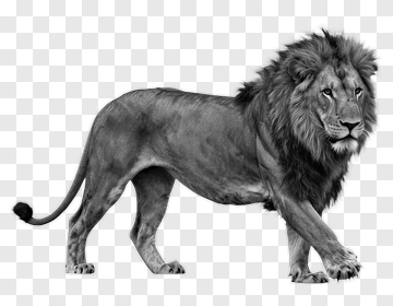 Black And White Lion PNG