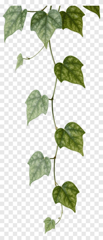 Green Ivy Vine PNG
