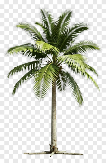 Realistic Palm Tree PNG