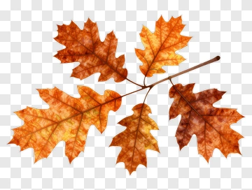Autumn Leaves PNG