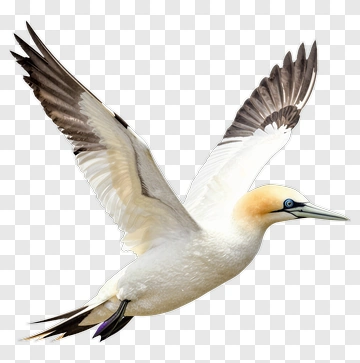Gannet In Flight PNG