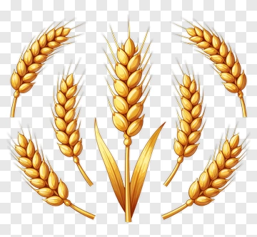 Golden Wheat Ears PNG