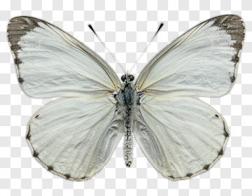 White Butterfly With Black Edges PNG