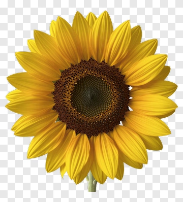 Sunflower PNG