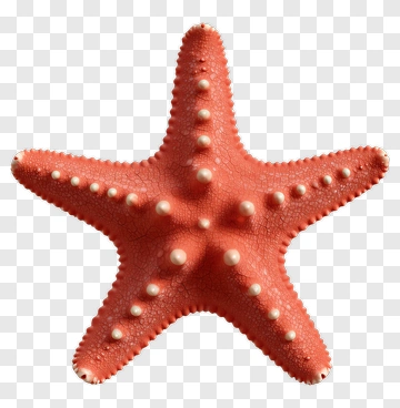 Starfish PNG