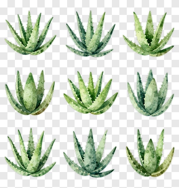 Collection Of Aloe Vera Plants PNG