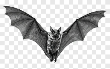 Bat With Outstretched Wings PNG