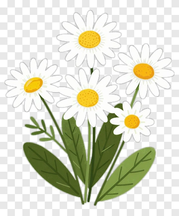 Flower Bouquet Of Daisies PNG