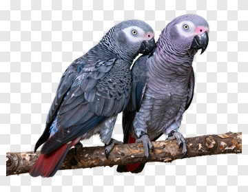 African Grey Parrots On A Branch PNG