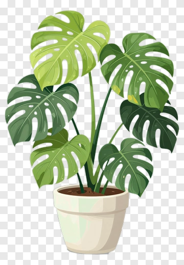 Monstera Plant In A White Pot PNG