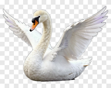 White Swan Spreading Its Wings PNG