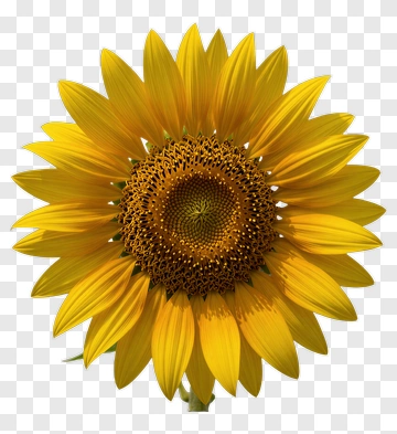 Sunflower PNG