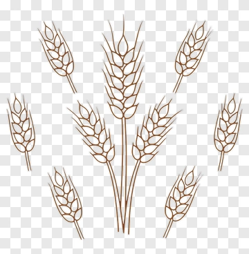Wheat Stalks Illustration PNG