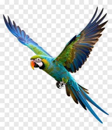 Colorful Parrot In Flight PNG